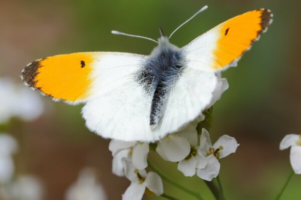 Schmetterling mit weißen Flügeln und gelben mit schwarzen Spitzen