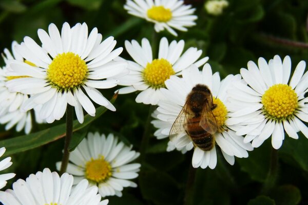 Abeille assise sur une Marguerite