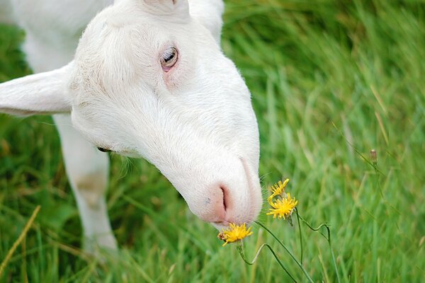 A shorn sheep sniffs a flower