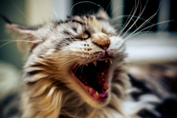 A cat with a beautiful color yawns spectacularly