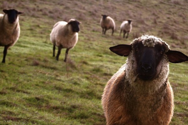 Moutons paissant dans les prairies de montagne