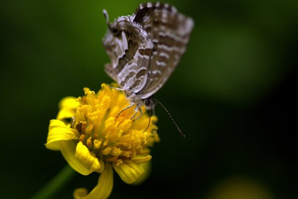 Borboleta leve em uma flor amarela