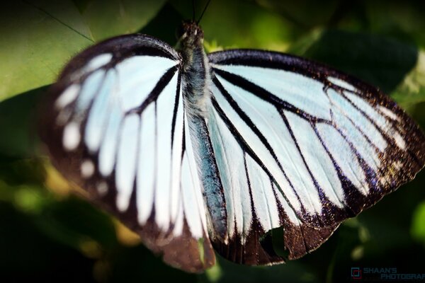 Wildlife. Swallowtail butterfly