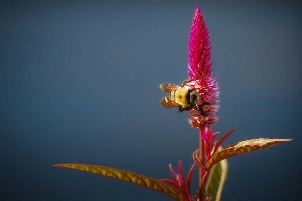 Foto de uma abelha em uma flor vermelha