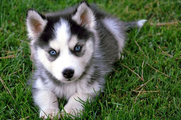 Cute puppy lying on the grass