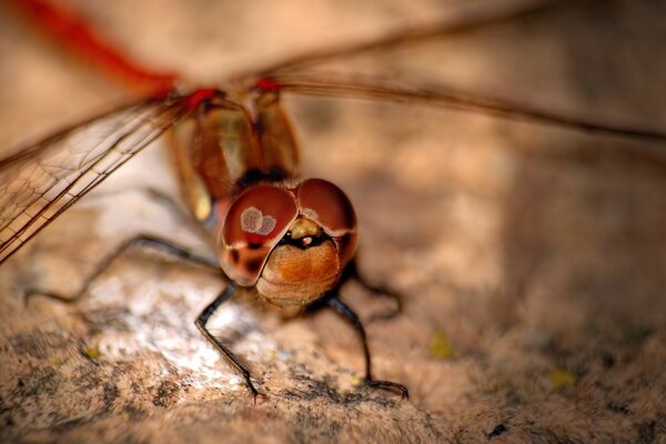 Invertebrados animais insetos