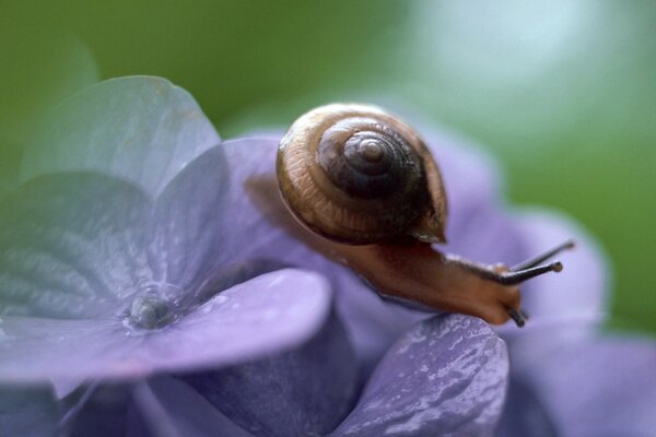 Snail on a lilac bud macro-shooting