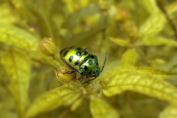 A green beetle with black dots on its back