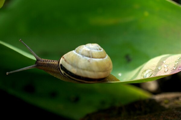 Invertebrado gasterópodo lento Caracol