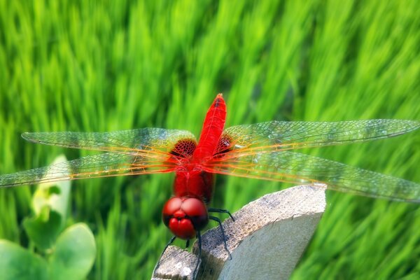 Rote Libelle auf Gras Hintergrund