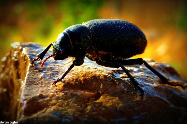 Grande Scarabeo pesante che striscia su una roccia