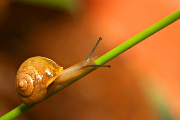 The snail carefully moves along the thin stem