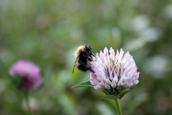 Pequeña abeja en un trébol rosa