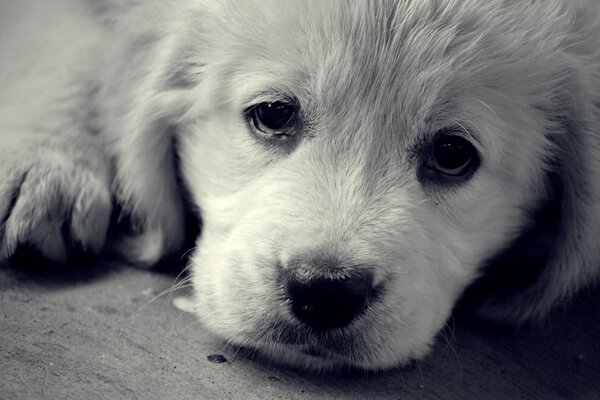 Perro foto monocromo blanco y negro