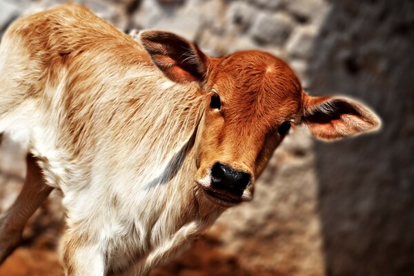 Animal sauvage sur une journée ensoleillée