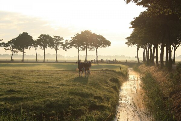 Cows in the meadow in the evening