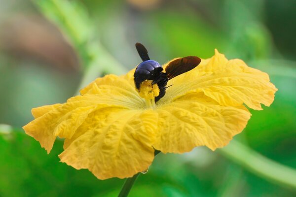 Foto di un calabrone su un fiore giallo