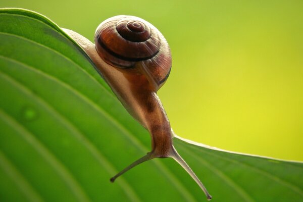 Eine kleine Schnecke kriecht über ein Blatt