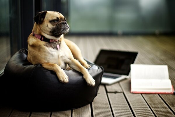 Chien sérieux au repos après le travail