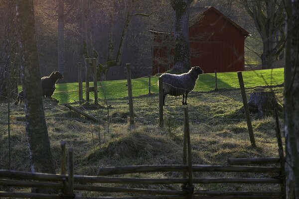 Beau paysage avec plusieurs animaux