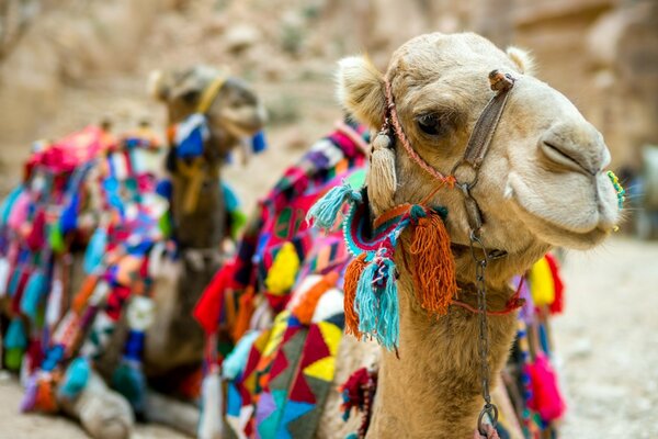 Arabisches Kamel in traditioneller Kleidung