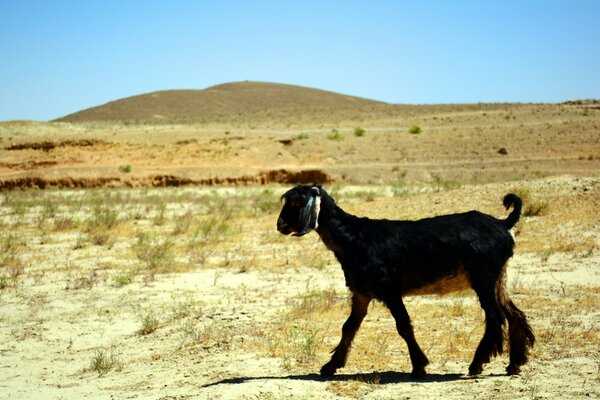 Animal mamífero al aire libre