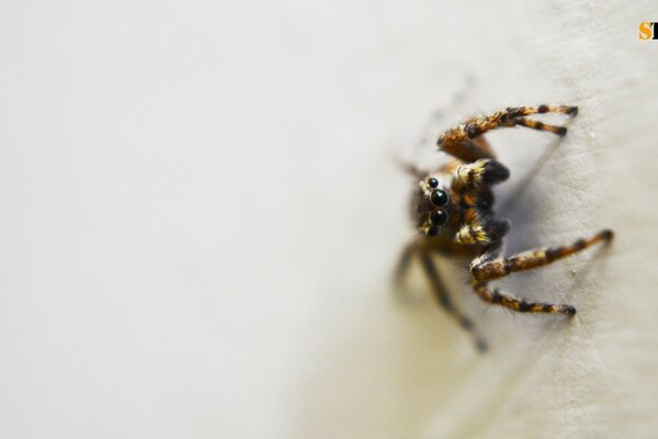 Petite araignée sur fond blanc