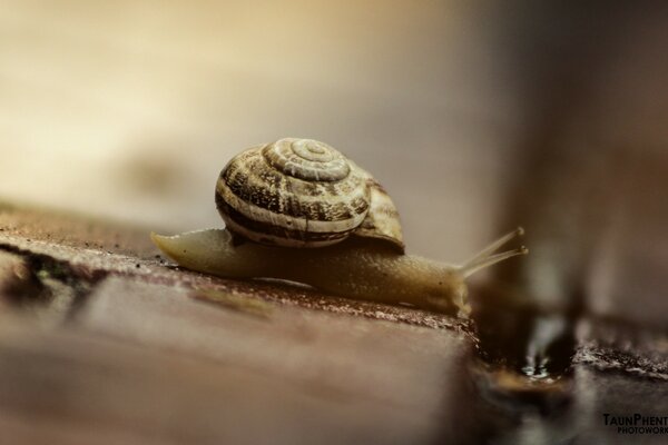 Caracol en forma uvilichen