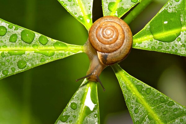 Snail on a green leaf with dew drops