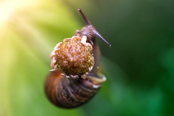 Slippery snail in the summer garden