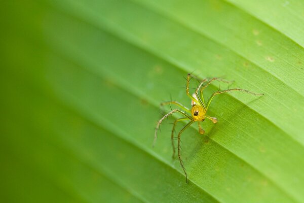 Insect arachnid spider in nature