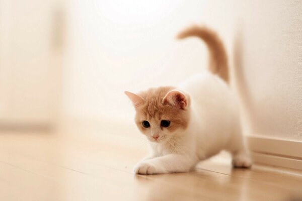 Gatinho branco bonito joga