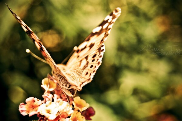 A butterfly sits on a beautiful flower