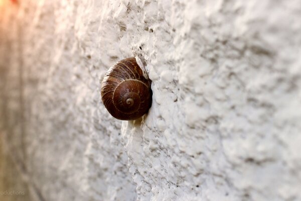 Eine kleine Schnecke strebt nach oben