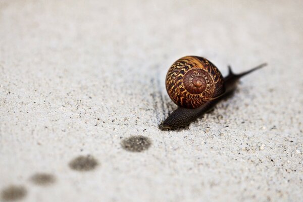 The snail crawls leaving traces behind it