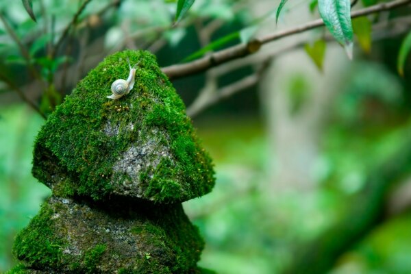 Caracol arrastrándose sobre piedra y musgo