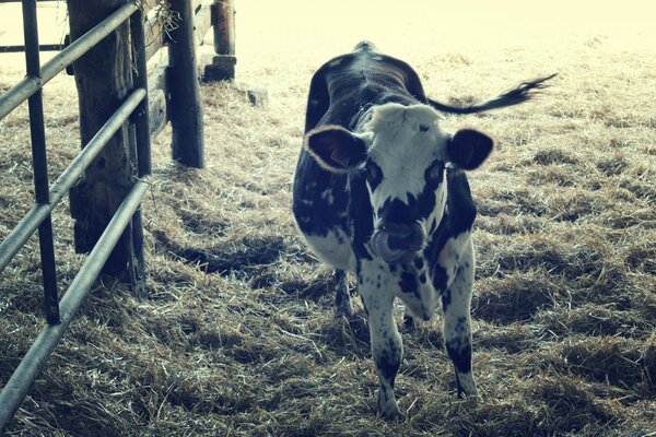 Mucca in bianco e nero in piedi nel fieno