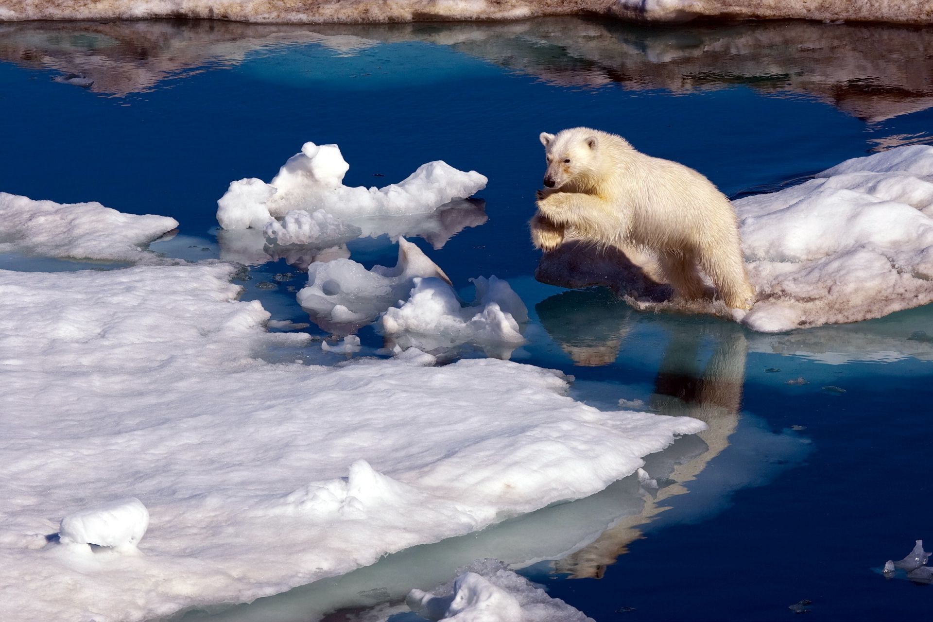 bears snow winter water ice frosty cold outdoors nature sea ocean travel seashore