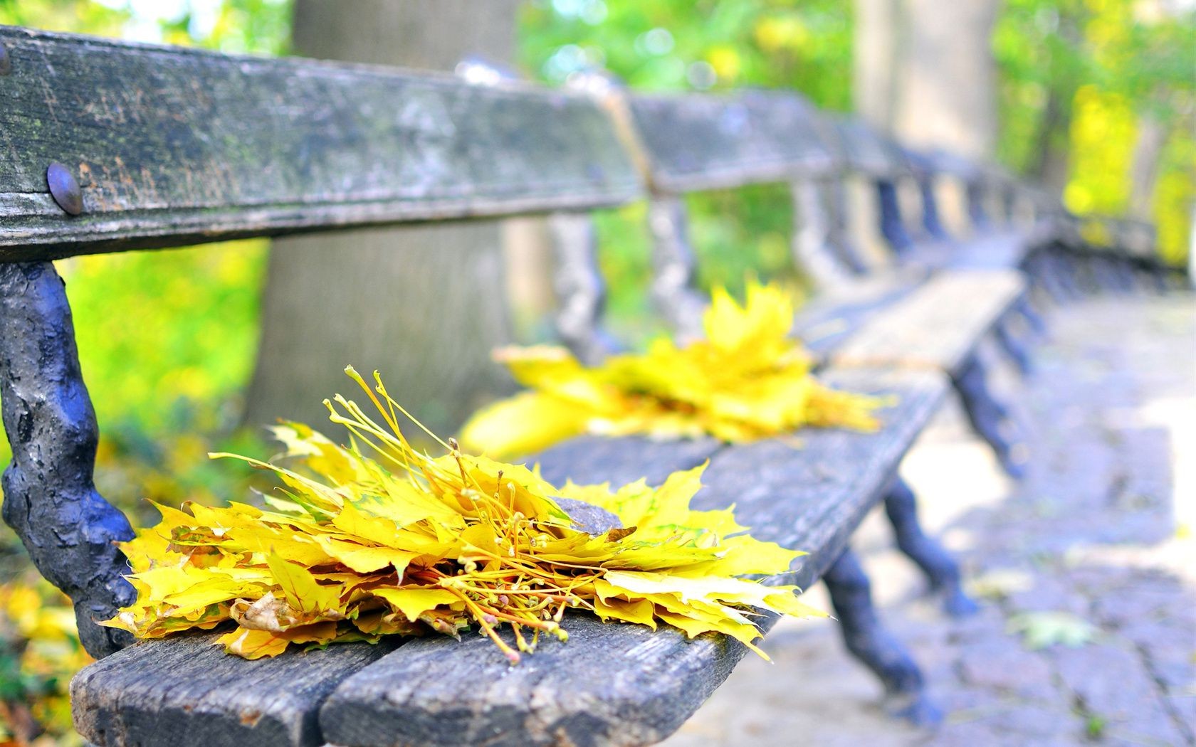 leaves nature fall leaf wood outdoors summer park garden tree flora stone fair weather landscape sun color water beautiful