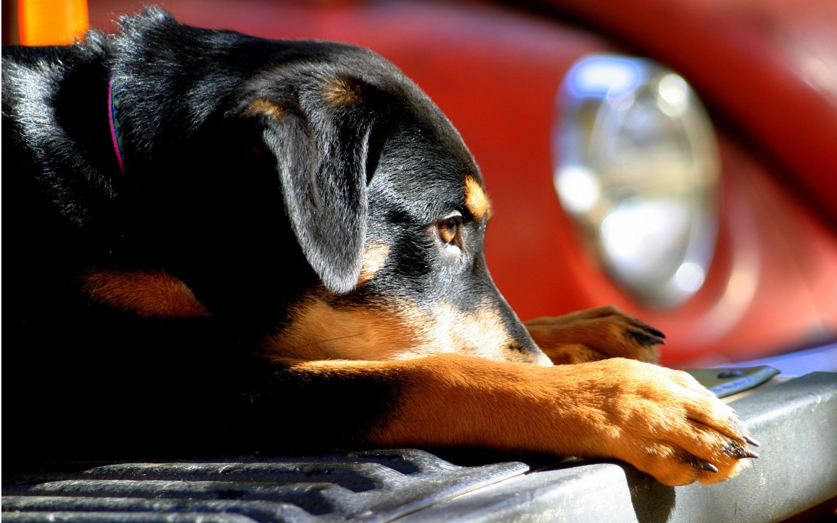 hund säugetier ein porträt hund haustier drinnen niedlich anzeigen tier hundesprecher