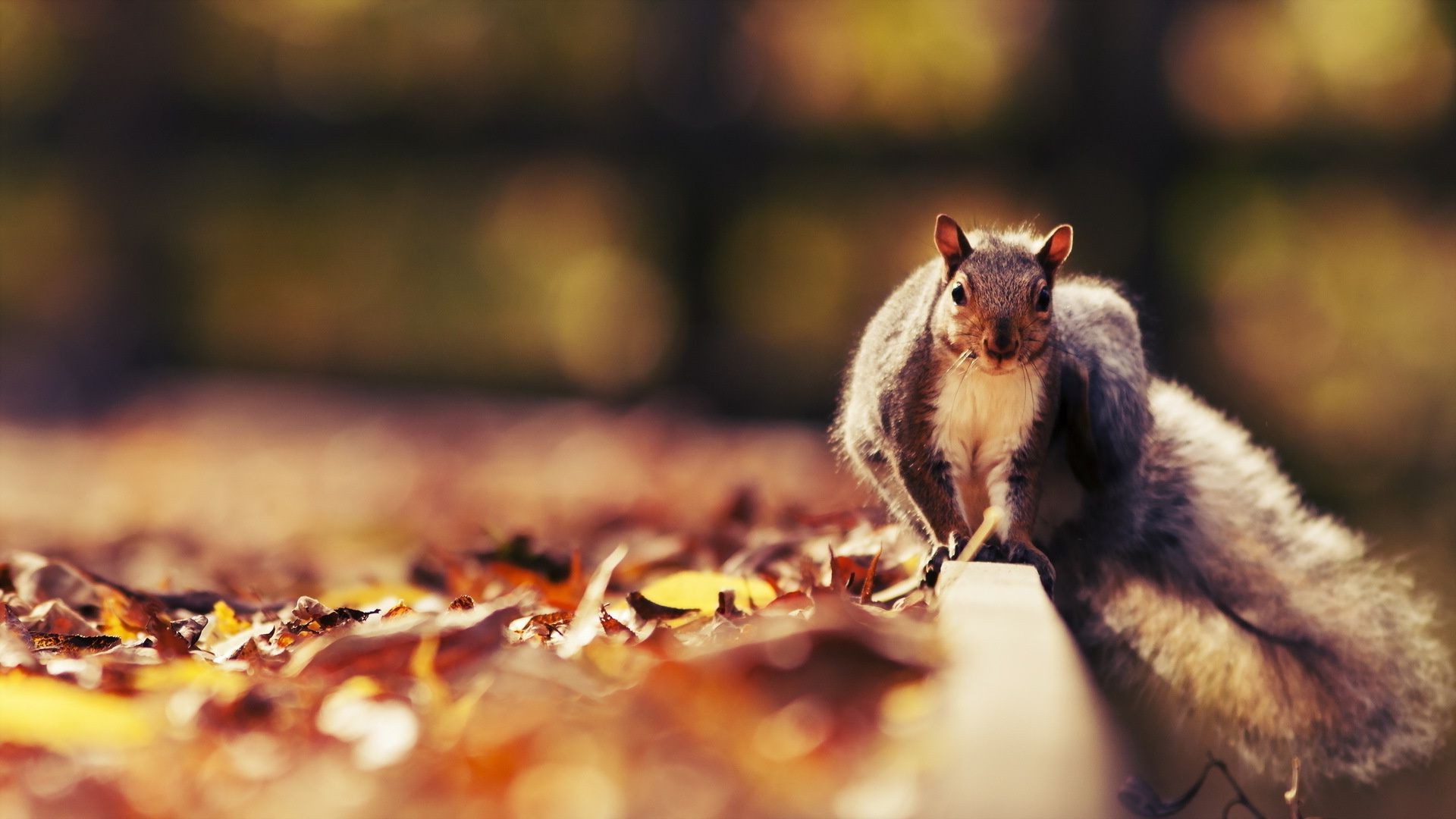 scoiattolo sfocatura cibo natura legno all aperto carino mammifero