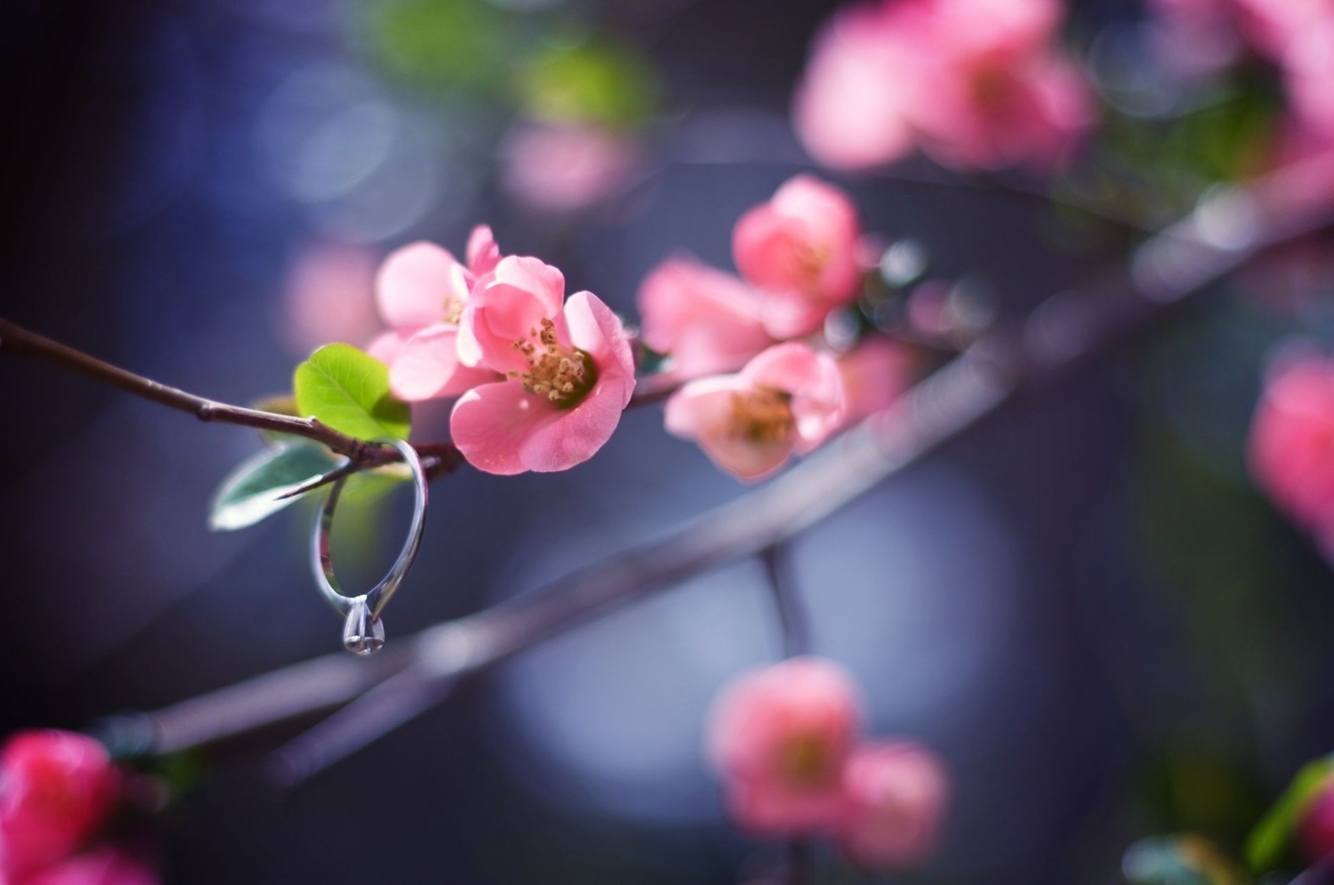 flowers flower branch garden nature flora cherry tree leaf apple growth blur summer color blooming rose petal bud park outdoors