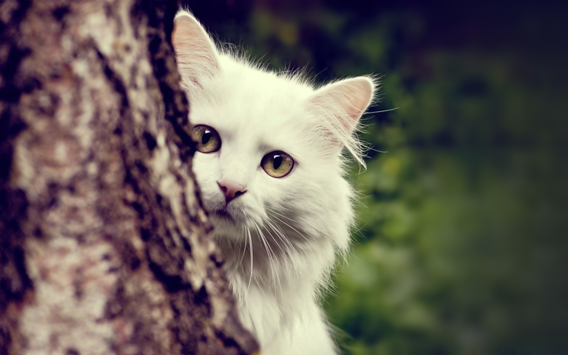 gatos lindo ojo gato piel naturaleza divertido animal retrato gatito mamífero bigote joven pelo ver mascota