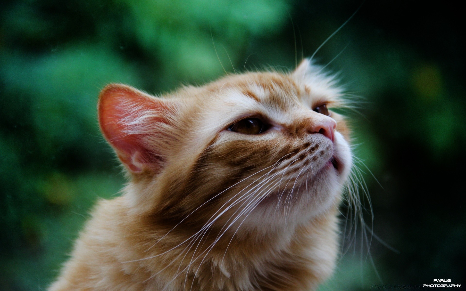 cats cute cat fur animal eye mammal young pet whisker portrait nature little looking hair kitten funny wildlife