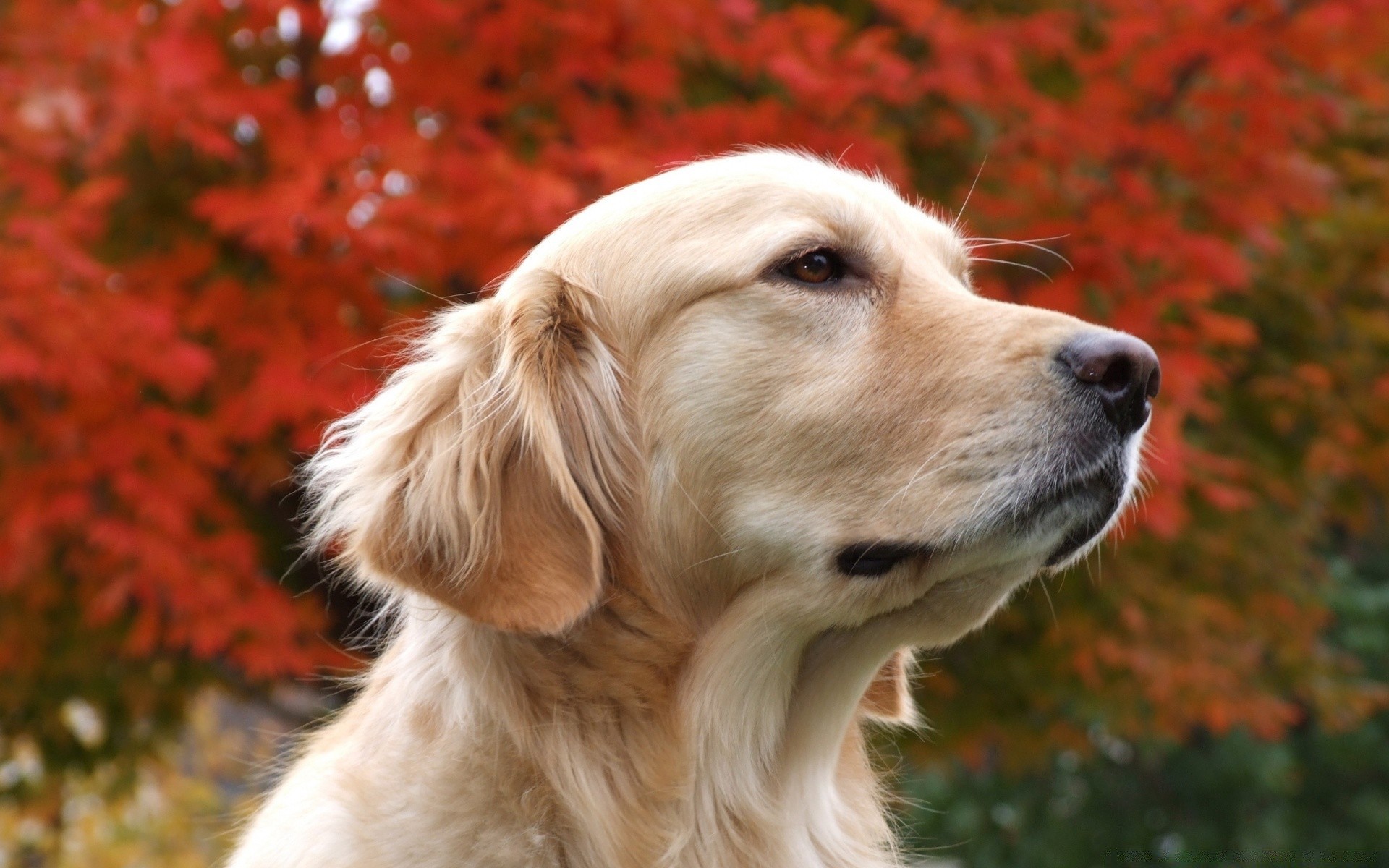 perros perro mascota lindo perro mamífero animal naturaleza cachorro piel raza doméstico retrato otoño