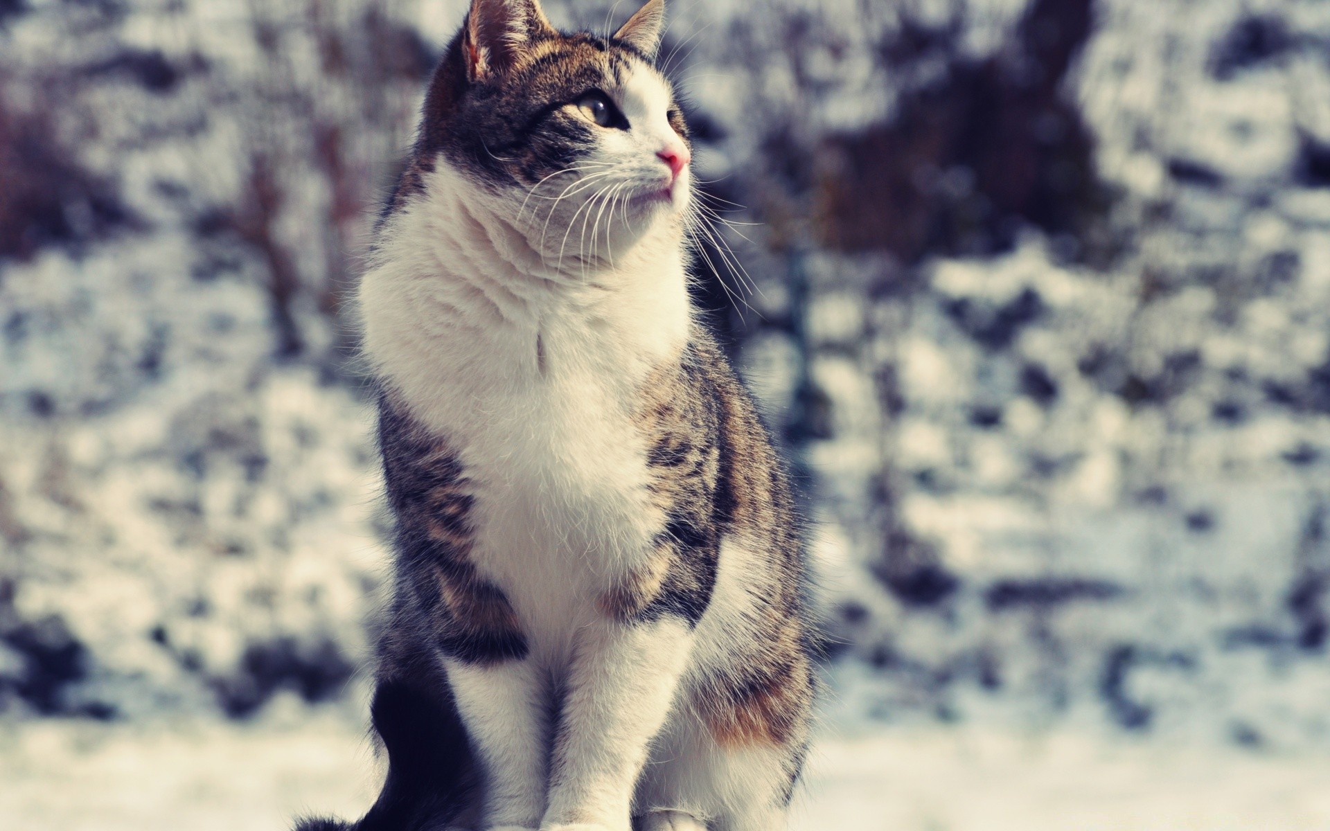 gatti animale carino mammifero gatto natura pelliccia animale domestico ritratto occhio all aperto vista fauna selvatica piccolo sedersi domestico