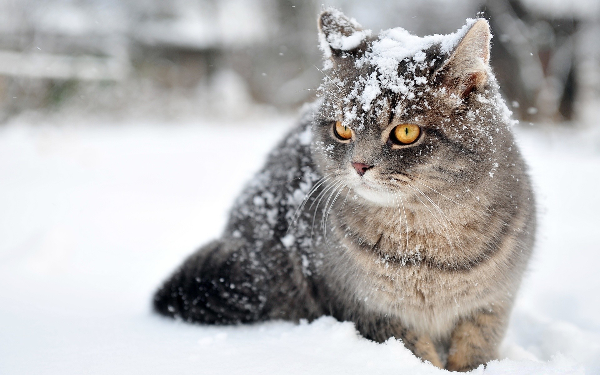 chats hiver neige froid mammifère animal nature