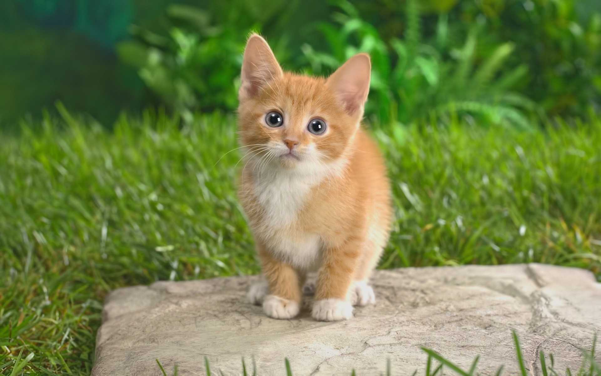 kediler sevimli hayvan kürk küçük genç memeli sit evde beslenen hayvan çimen doğa kedi tarama göz çocuk