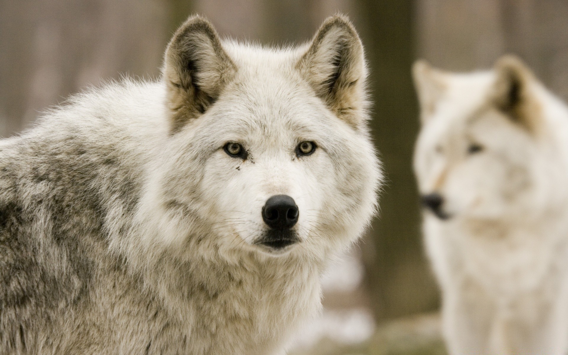 perros lobo mamífero vida silvestre perro depredador naturaleza frosty perro al aire libre invierno nieve salvaje piel animal retrato