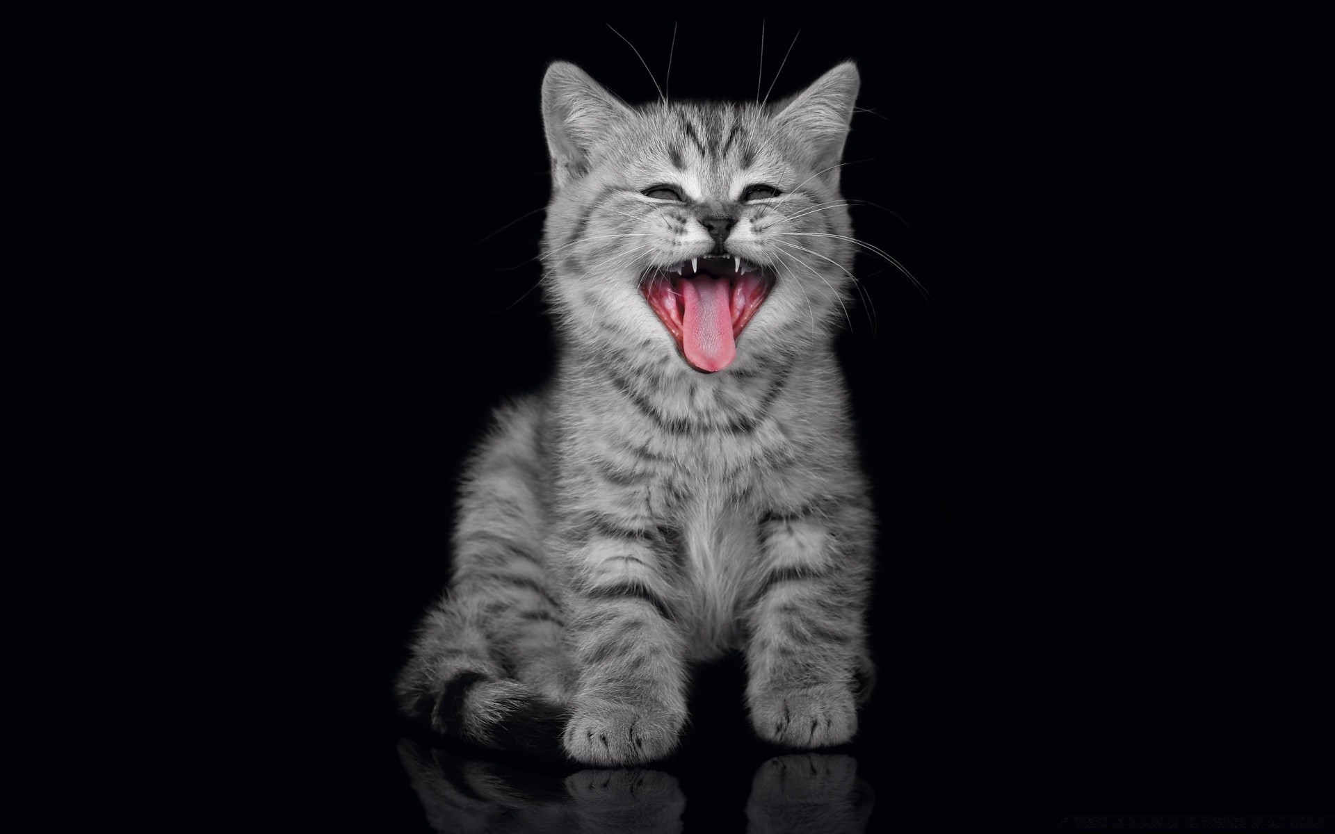 cats cat cute mammal pet kitten portrait fur animal eye young one domestic looking studio sit funny grey hair downy